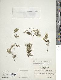 Selaginella peruviana image