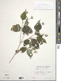 Wedelia grandiflora image