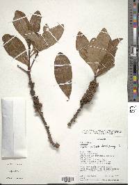 Myrsine pellucida image