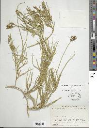 Diphasiastrum thyoides image
