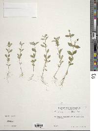 Heterosperma diversifolium image