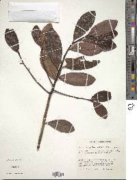 Myrsine pellucida image