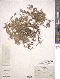 Lachemilla pectinata image