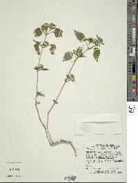 Tetramerium nervosum image