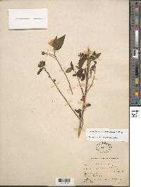 Pavonia sepioides image