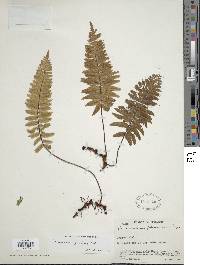 Trichomanes dactylites image
