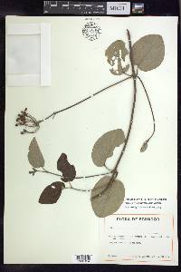Stigmaphyllon sarmentosum image