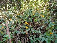 Thunbergia alata image