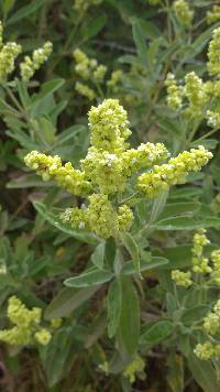 Lepechinia betonicifolia image