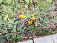 Thunbergia alata image
