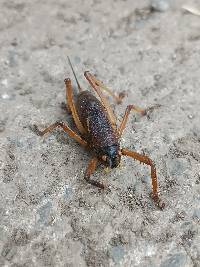 Camposiella notabilis image