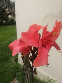 Canna generalis image