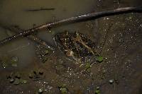 Ceratophrys stolzmanni image