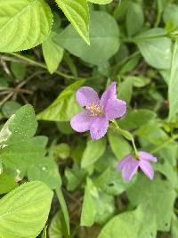 Talinum fruticosum image