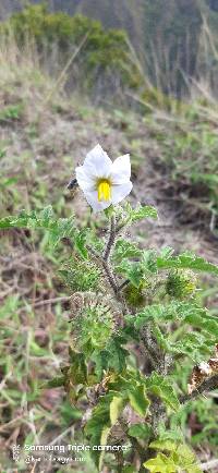 Solanum sisymbriifolium image