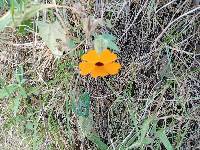 Thunbergia alata image