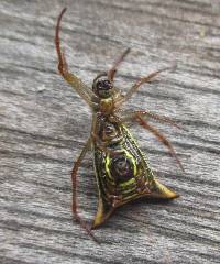 Micrathena balzapamba image