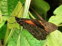 Acraea tenebrarum image