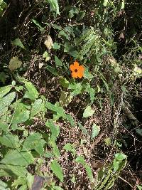 Thunbergia alata image