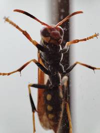 Polistes versicolor image