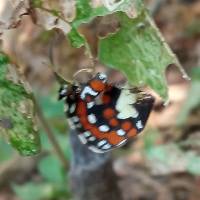 Elzunia pavonii image