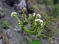 Heliotropium rufipilum image