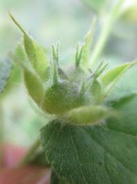 Abutilon bivalve image