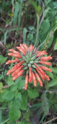 Leonotis nepetifolia image