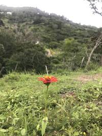 Zinnia elegans image