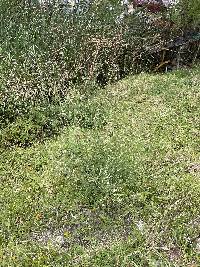Melilotus albus image