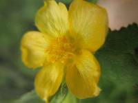 Abutilon bivalve image