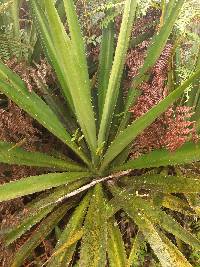 Furcraea hexapetala image