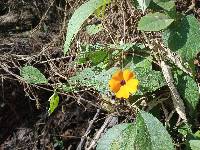 Thunbergia alata image