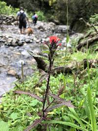 Castilleja arvensis image