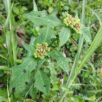 Euphorbia heterophylla image