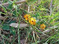 Thunbergia alata image