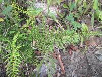 Pityrogramma austroamericana image