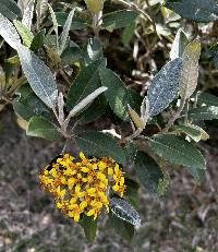 Gynoxys laurifolia image