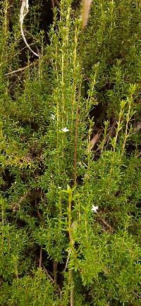 Arcytophyllum thymifolium image