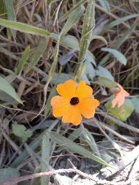 Thunbergia alata image