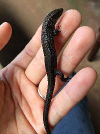 Alopoglossus festae image