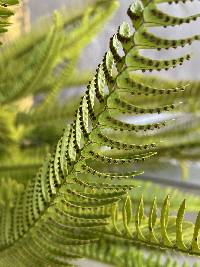 Nephrolepis cordifolia image