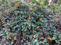 Thunbergia alata image