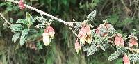 Brachyotum ledifolium image
