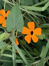 Thunbergia alata image