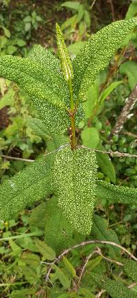 Aristeguietia glutinosa image