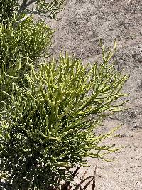 Euphorbia tirucalli image