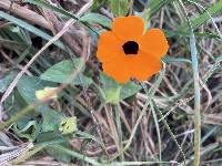 Thunbergia alata image