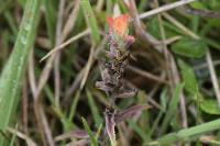 Castilleja arvensis image