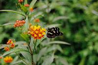 Elzunia pavonii image